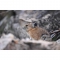 Nikon Z 600mm f/6.3 VR S Lens - view 10