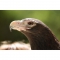 Canon RF 200-800mm f/6.3-9 IS USM Lens - view 8