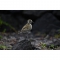 Nikon Z 400mm f/4.5 VR S Lens - view 8