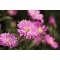 Canon RF-S 55-210mm f/5-7.1 IS STM Lens - view 8